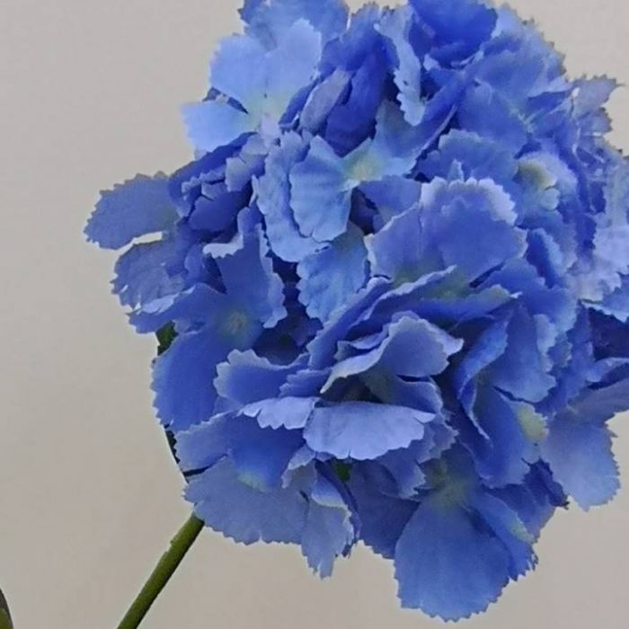 Hortensia Azul  | ✓ Mercería Parisina