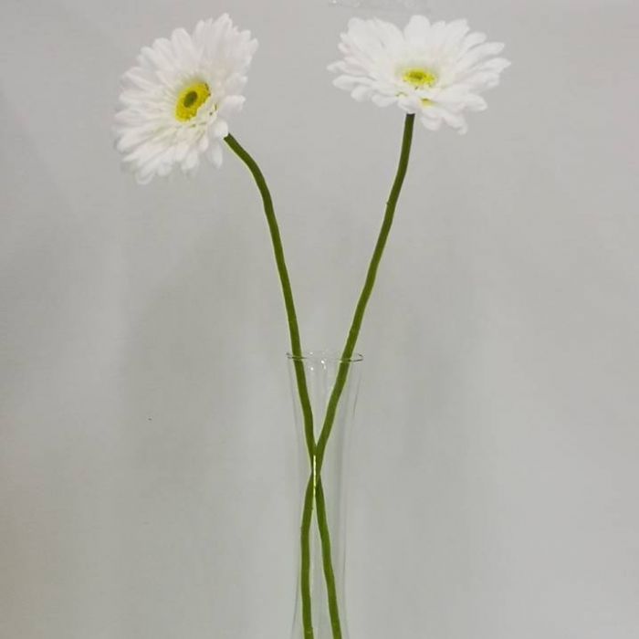 Gerbera Blanca  | ✓ Mercería Parisina